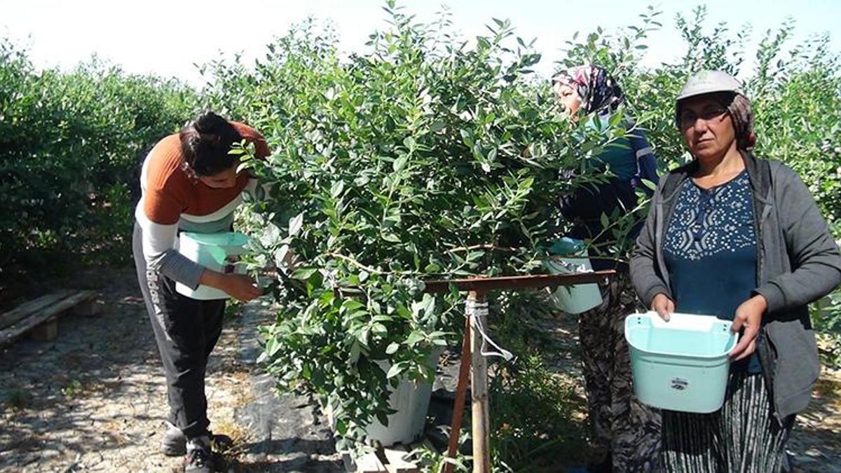 Kilosu 250 liradan başlıyor! Elle tek tek toplanıyor: 'Oldukça büyük talep var'