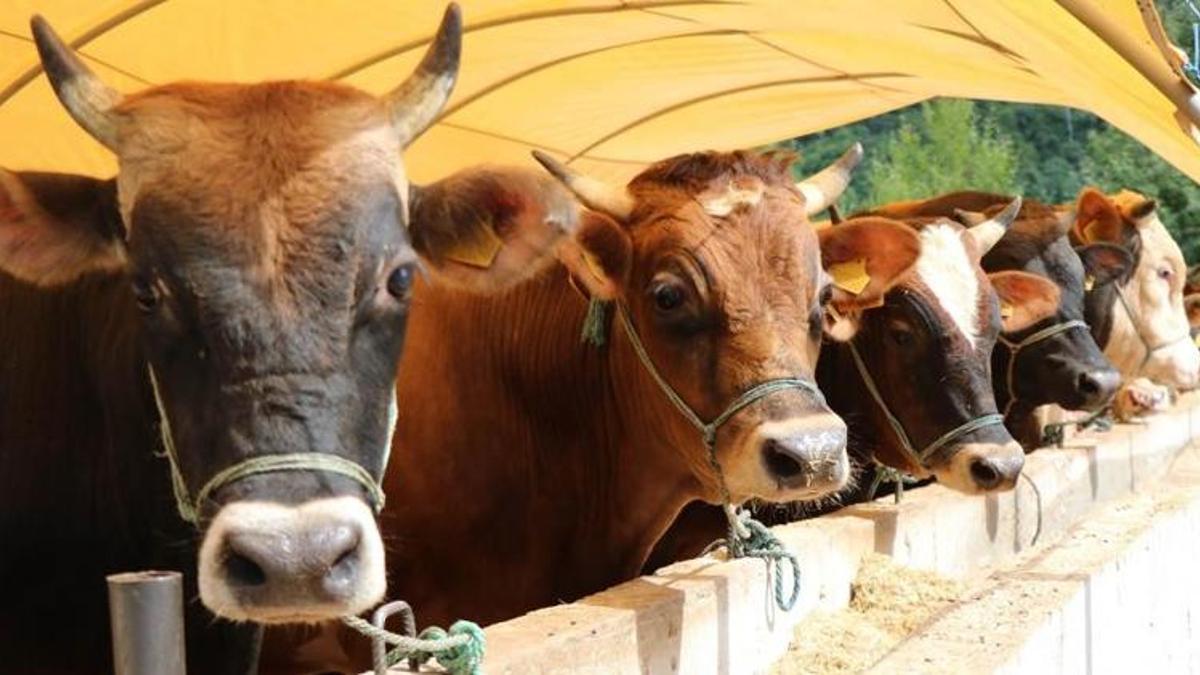 Büyükbaş ve küçükbaş kurbanlık fiyatları belli oldu