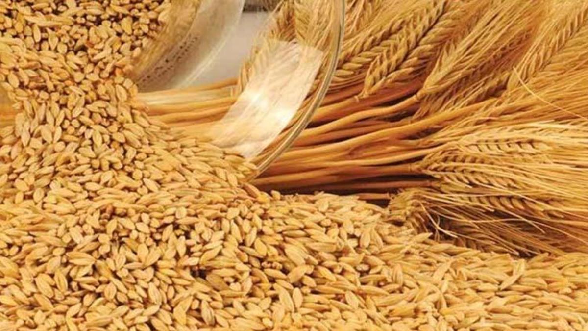 Buğday taban fiyatı açıklandı mı? TMO buğday alım fiyatları ne zaman açıklanacak?