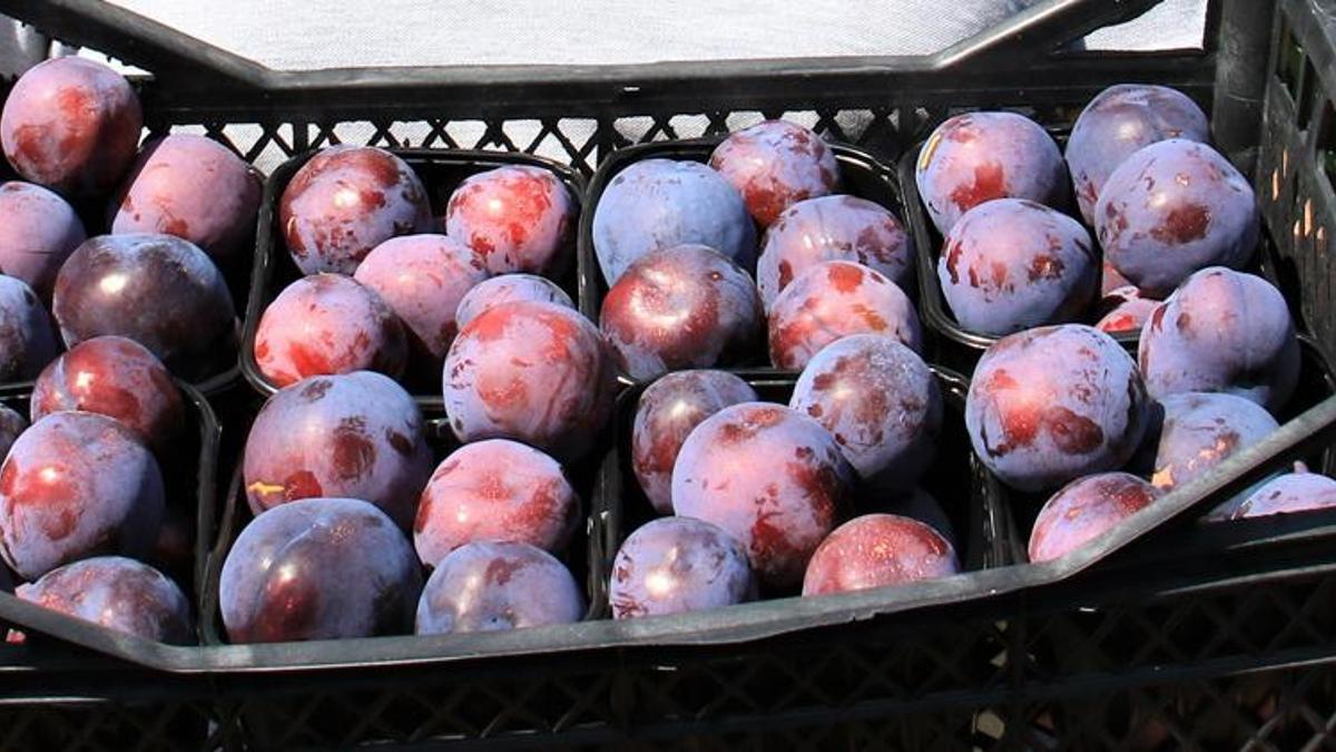 Kilosu 50 lira, tozu gitmemesi için 2 parmakla toplanıyor