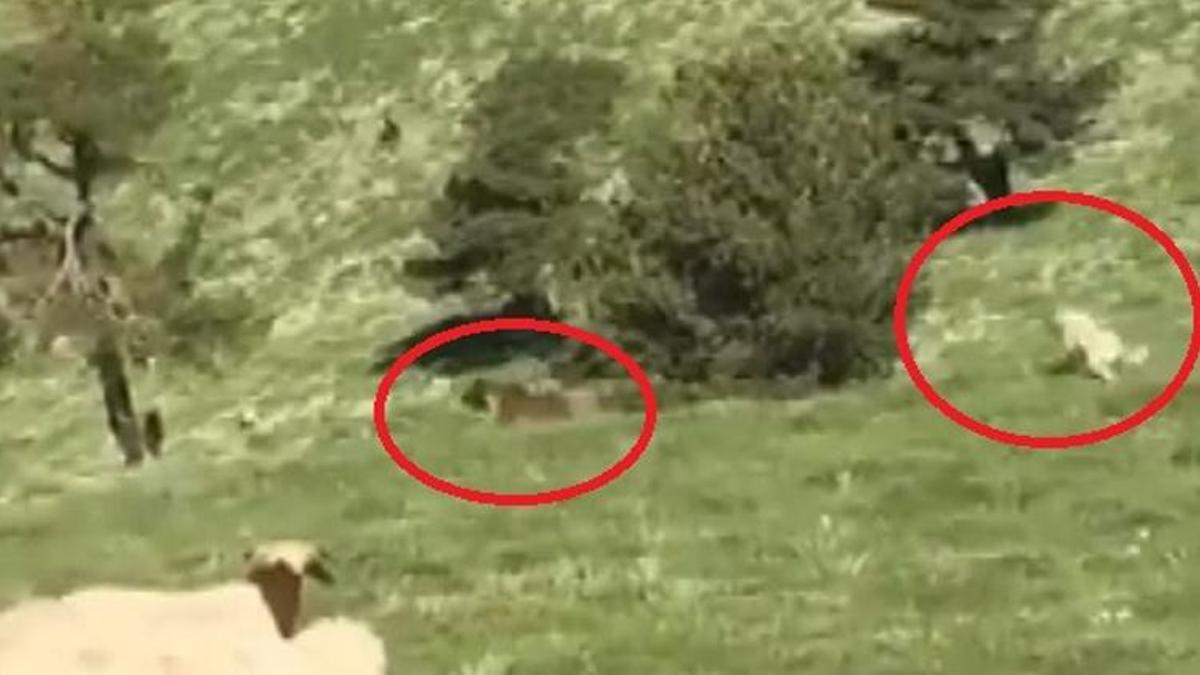 Kangal köpeği, sürüye yaklaşan ayıyı kovaladı