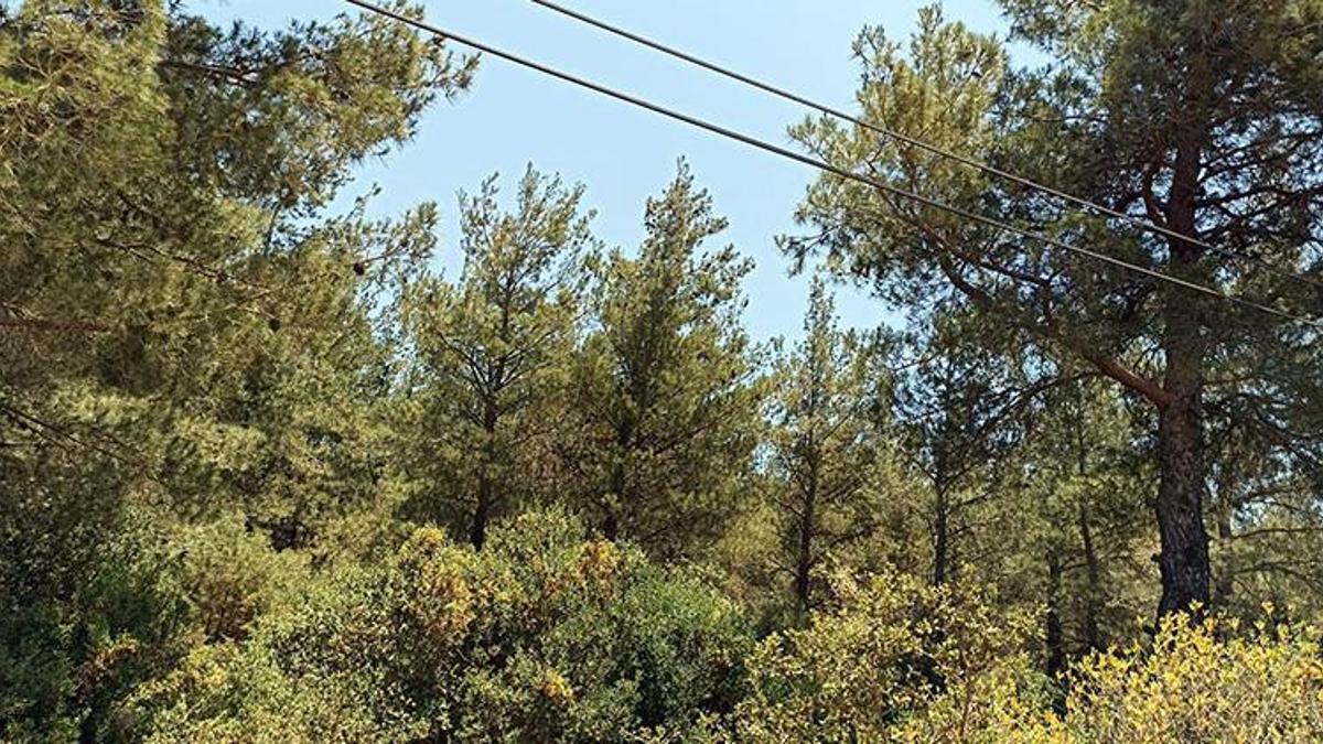 Muğla'da bazı bölgelerde ormanlara giriş yasaklandı
