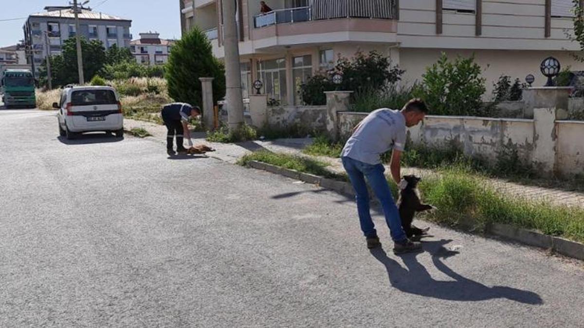 İzmir'de vahşet! 6 köpek ile 2 kedi zehirlenerek öldürüldü!