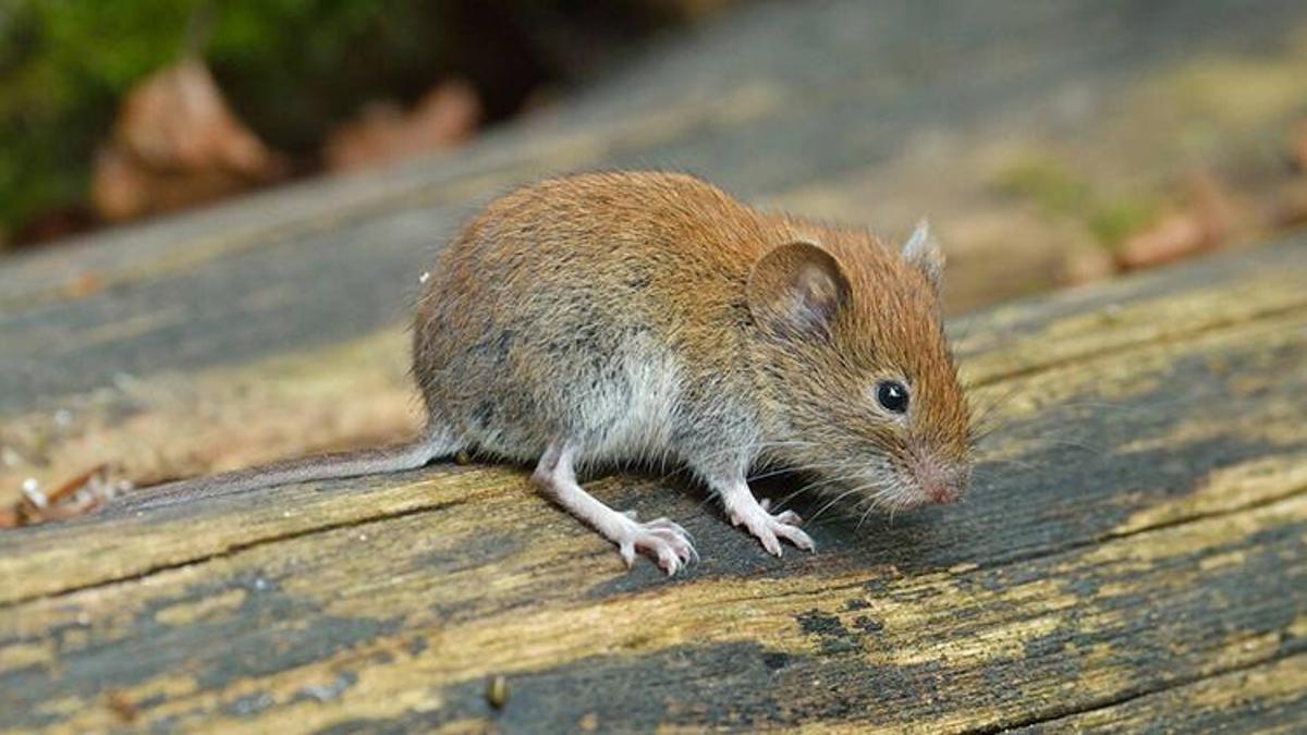 Grimso virüsü nedir, belirtileri neler? Grimsö virüsü bulaşıcı mı?
