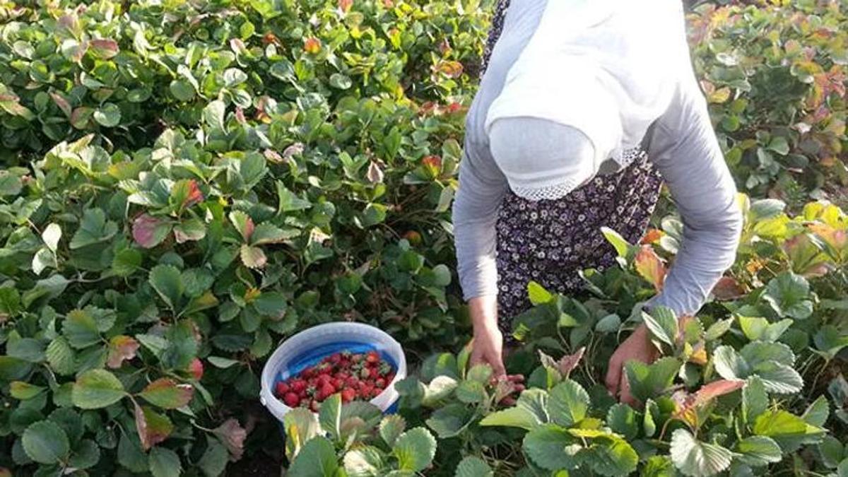Devlet desteği kazandırdı! 4 aile başladı şimdi 4 bin 900 ton üretiliyor!