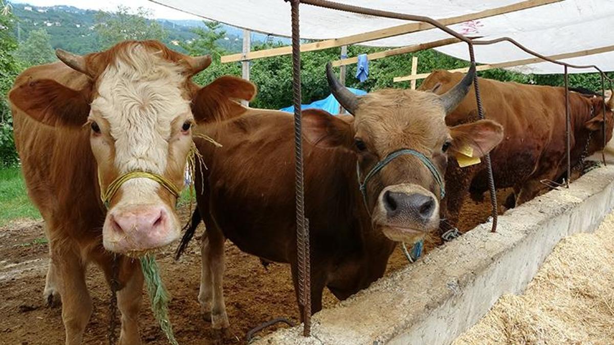 Kurbanlık hayvanlar pazara indi! 15 bin TL’den başlıyor