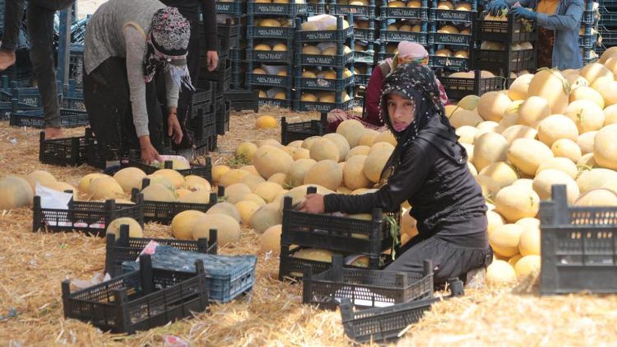 Tarladan 6 TL'ye çıkan kavun, markette 2 katı fiyata satılıyor
