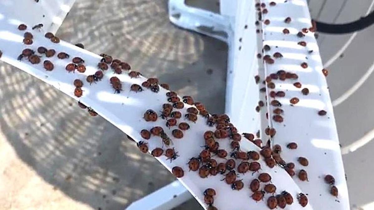 Uğur böcekleri her yeri istila etti! 'Felaket şekilde geldiler, çok kötü ısırıyorlar'