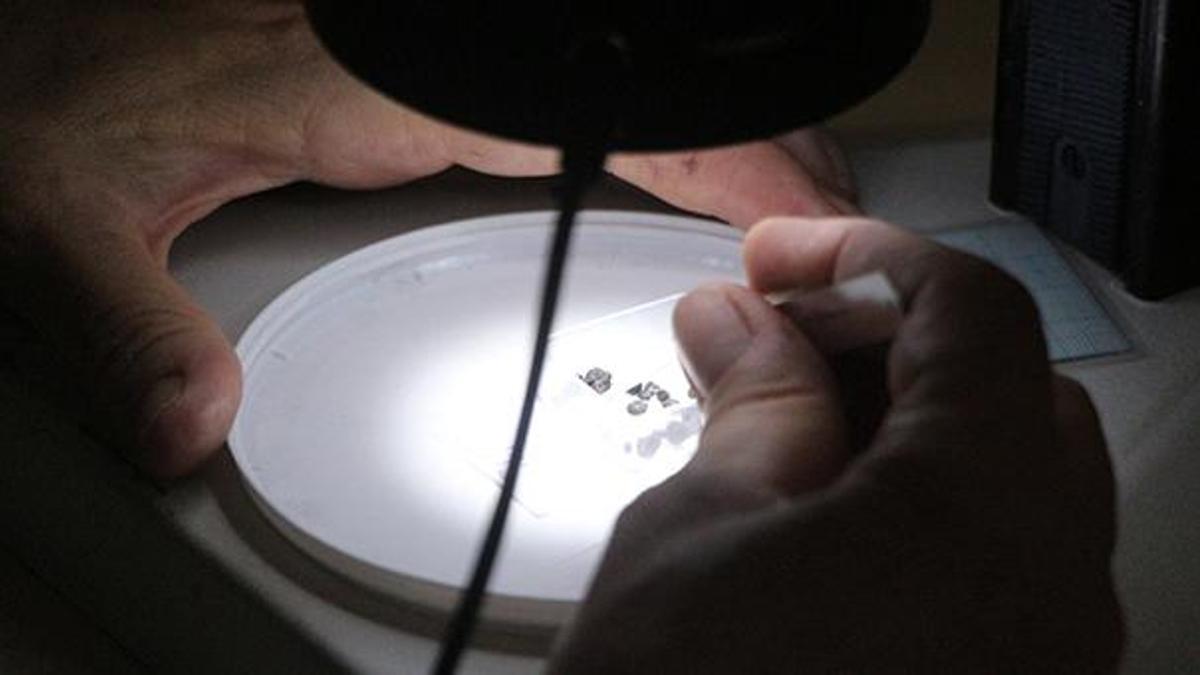 Adana'da tarihin seyrini değiştirecek keşif! Mercimek, bezelye, buğday, arpa ve üzüm...