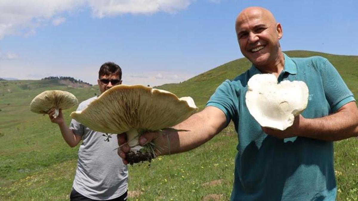 Devasa mantar bereketi! Tanesi 2 kilo