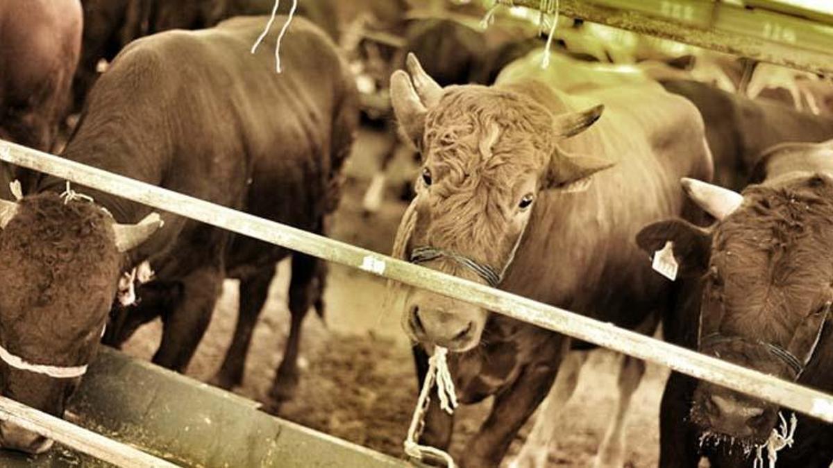 Kurbanlıklar ne zaman gelecek 2022, Kurban pazarları ne zaman kurulacak?