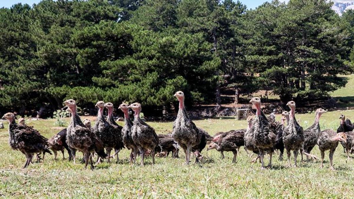 'Hindi ordusu', istilacı çekirgelerin yarısını yok etti