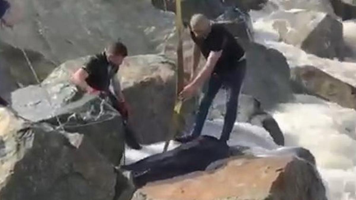 Boğa denize düştü, vinçle kurtarıldı