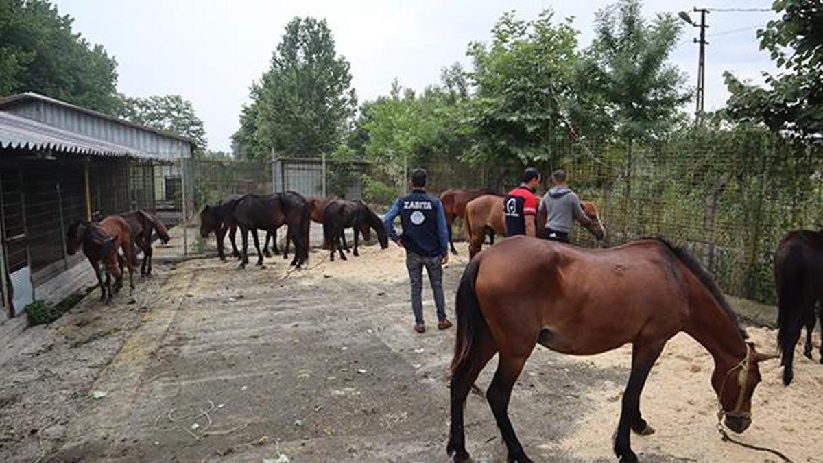 Bir şehir bunu konuşuyor! At eti rezaleti, suçüstü yakalandılar