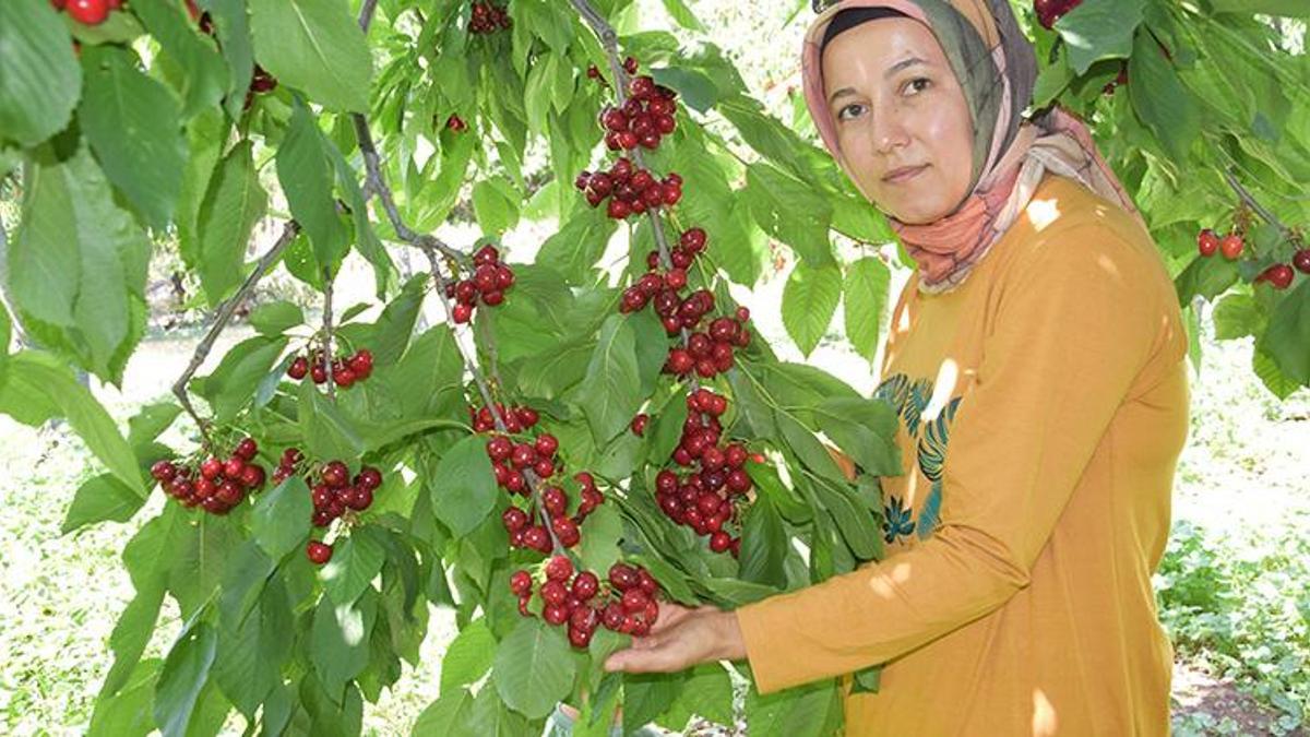 Kilosu 40 liradan satışta! Üretici memnun, yıllık 12 ton...