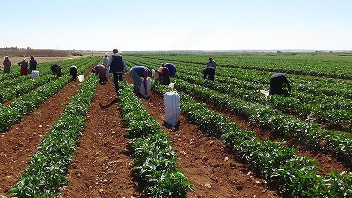 Acı biber tarlada 6 TL, markette 15 TL’den satılıyor