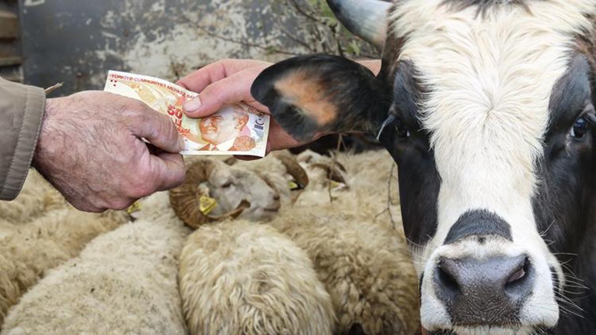 Kurban fiyatlarıyla ilgili son dakika! Büyükbaş, küçükbaş...