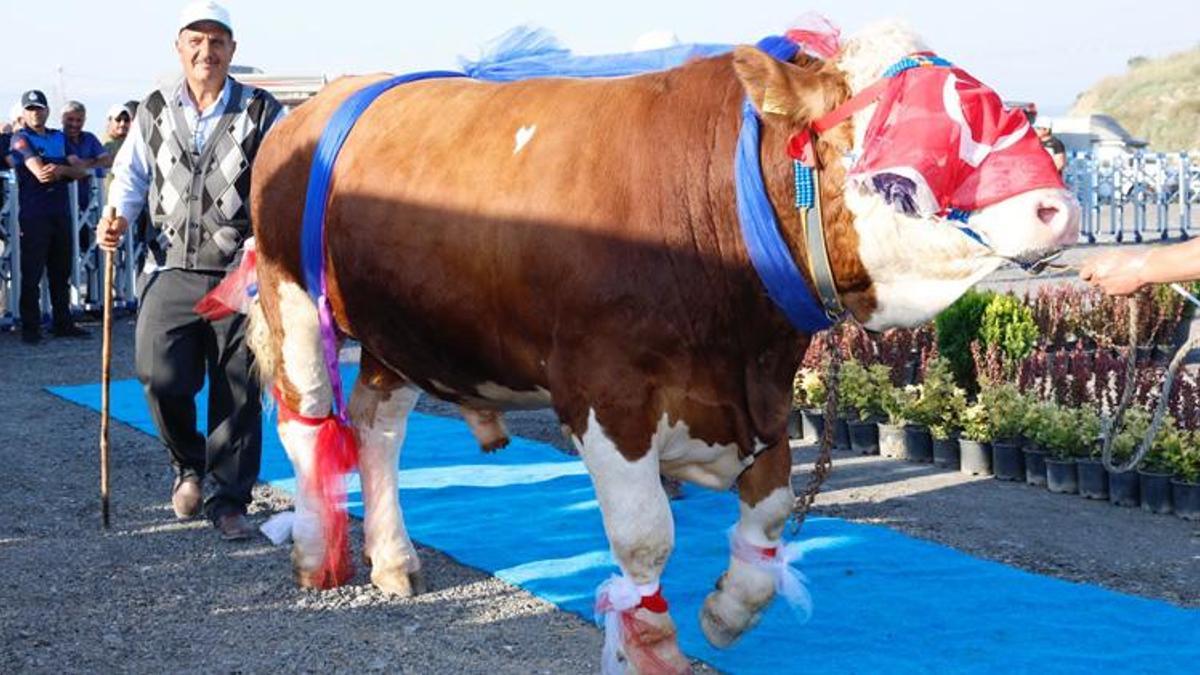 ‘En büyük ve güzel’ kurbanlıklar podyuma çıktı