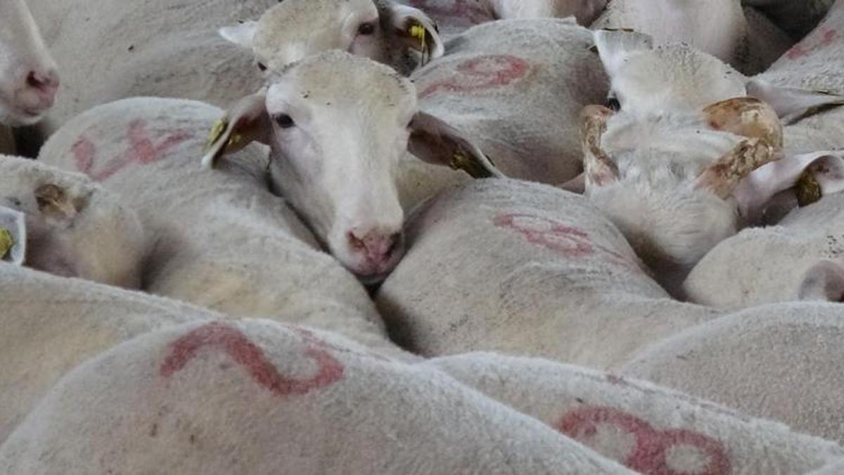 Kurbanlıklarla ilgili '6 aylık sınır' uyarısı: Kesilecek hayvanların...