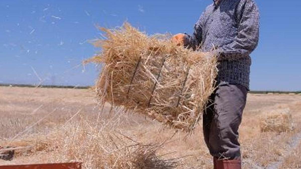 Buğday ve arpa fiyatlarına zam!