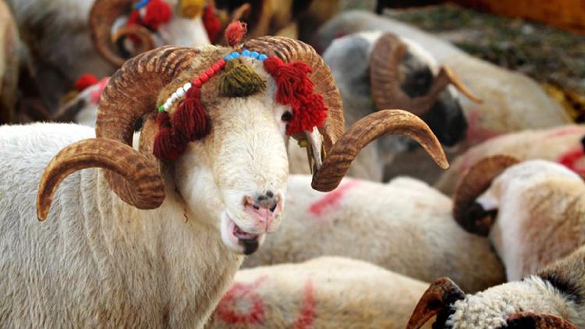 Kurban Bağışı 2022! Mehmetçik Vakfı yurt içi ve yurt dışı kurbanlık bağış fiyatları ne kadar?