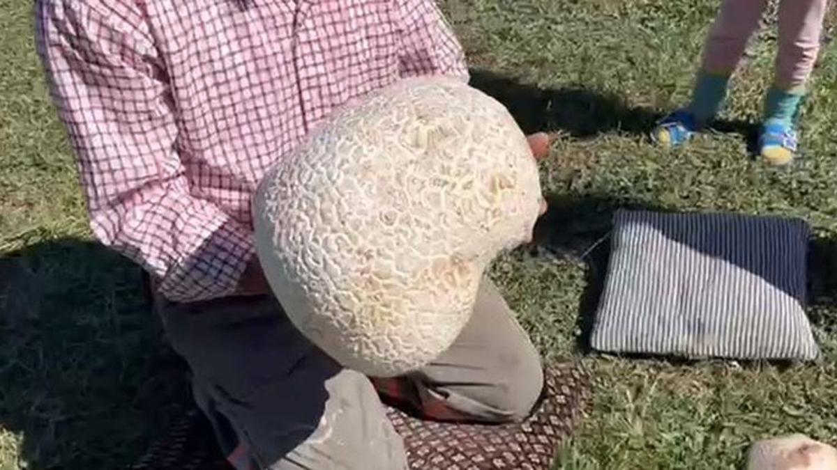 1900 rakımlı arazide 15 kiloluk mantar buldu