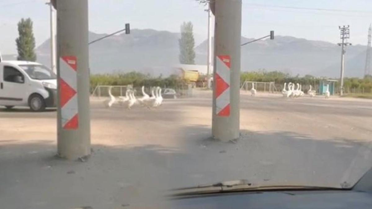 Yola çıkan kazlar nedeniyle şehirlerarası yolda trafik durdu!