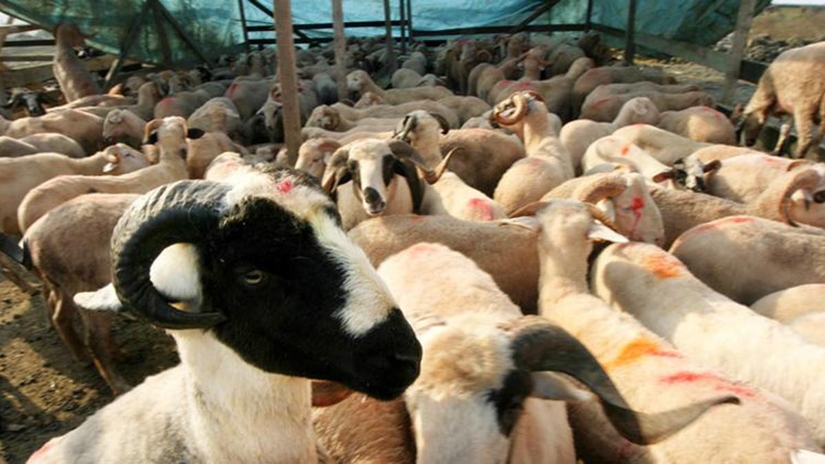 Kurban Bayramı mesajları! En güzel Kurban Bayramı tebrikleri! İşte resimli, anlamlı, dualı ve ayetli Kurban Bayramı mesajları