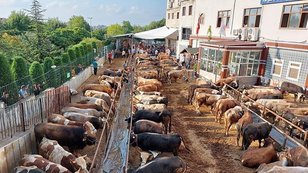 İstanbul’da kurban kesimleri başladı