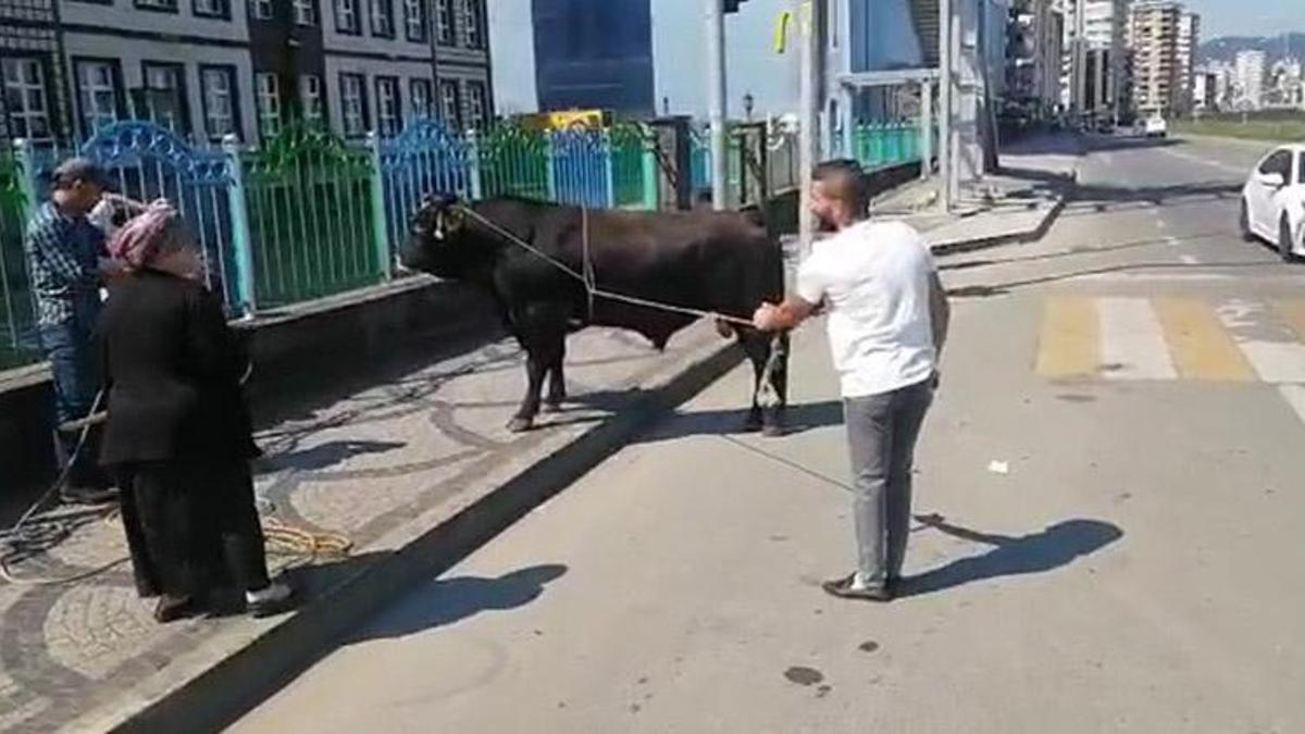 Rize'de 1 saatlik 'kaçan boğa' kovalaması! Sakinleştirici iğne atılarak yakalandı