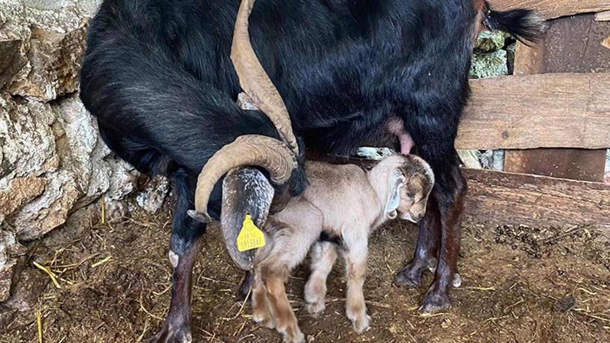 Kurbanlık için aldı, doğum yapınca kesmekten vazgeçti