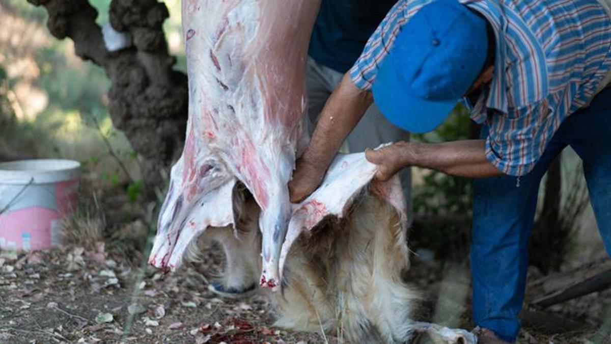 Kurban derisi alan yerler! Kurban derisi bağışı nereye yapılır? Kurban derisi nereye verilir?