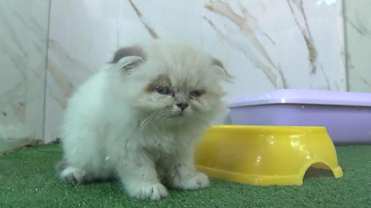 Petshop vitrinlerinden kedi ve köpekler kaldırıldı