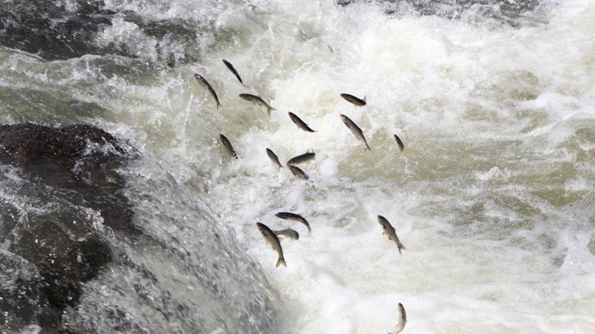 İnci kefali için av yasağı sona erdi