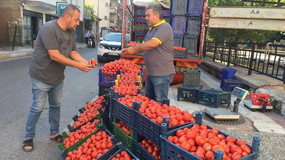 Salçalık domates fiyatları el yakıyor!