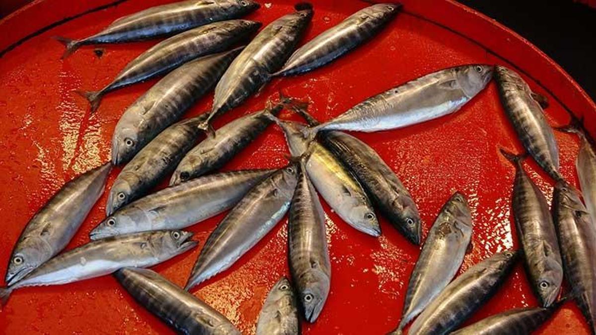 Çingene palamudu kilosu 100 liradan tezgahlarda