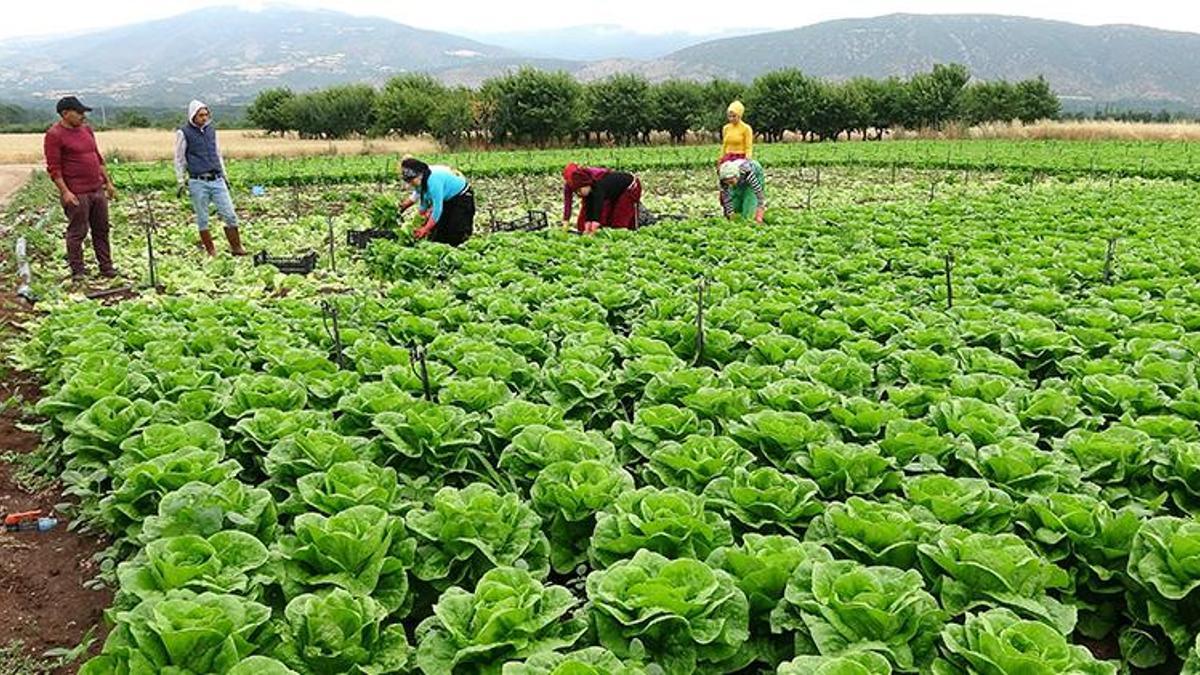 Fiyatlar dibe vurdu! 50 kuruşa kadar düştü