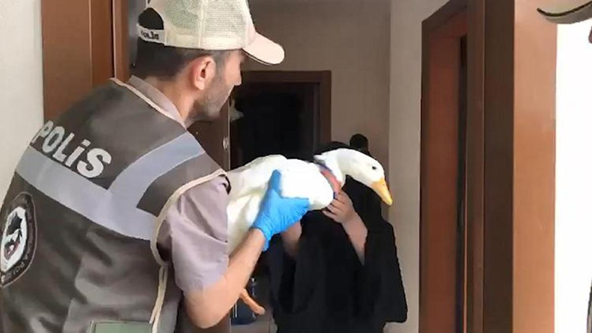 Tartışılan ördeklere İçişleri Bakanlığı sahip çıktı