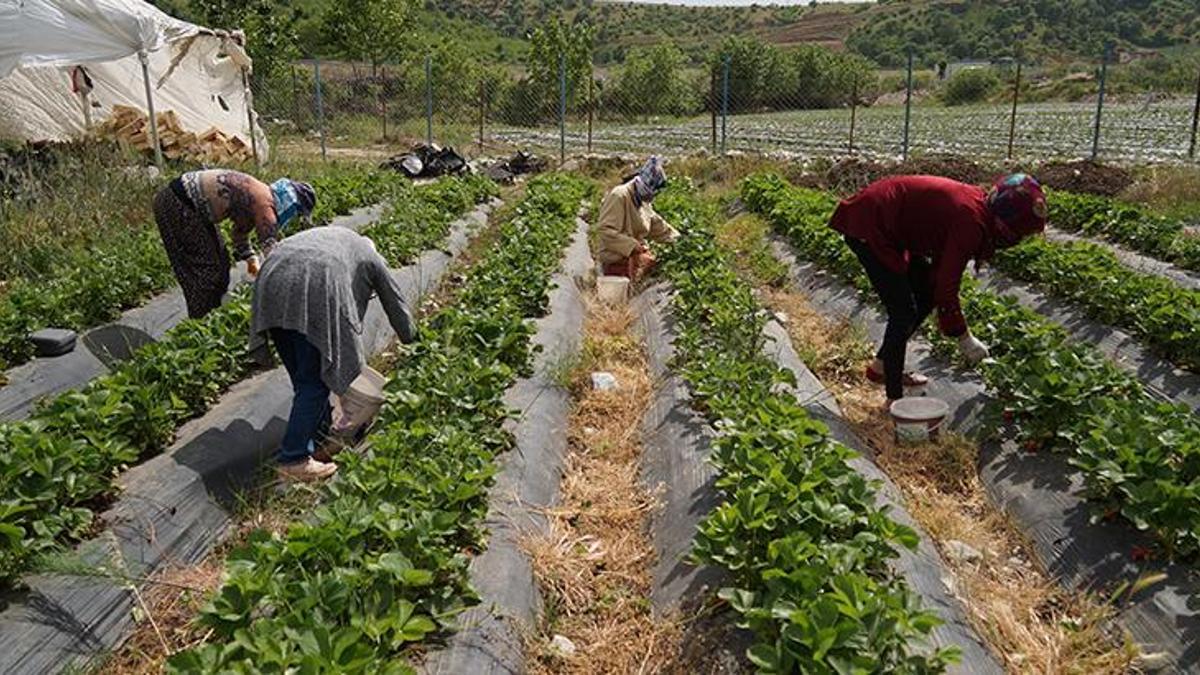Bahçede 8 lira, tezgahta 30 lira
