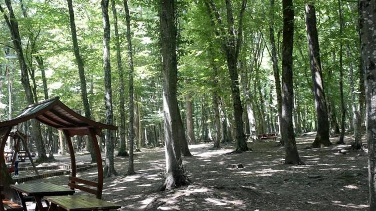 Rize'de ormanlara giriş-çıkış ve ateşli piknik yasaklandı