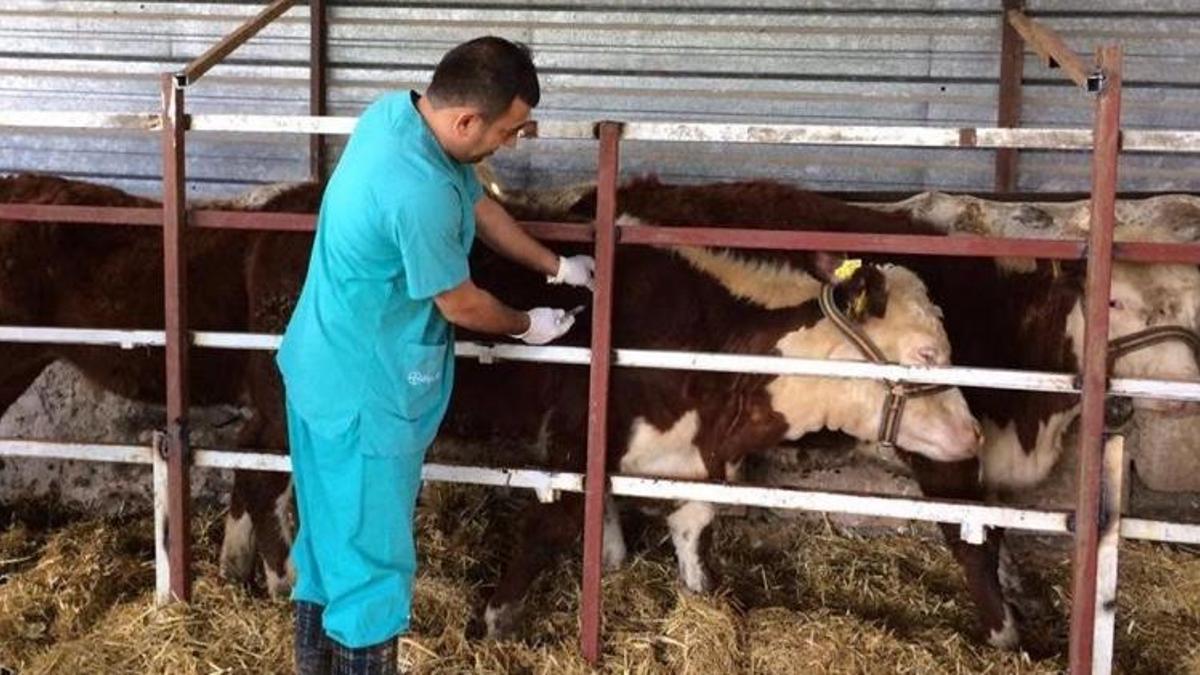 Hayvanların aşılanmasına devam ediliyor