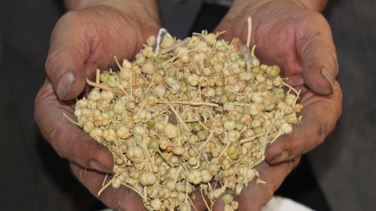 Nazardan koruyor, hemoroide iyi geliyor! Kilosu 50 lira...