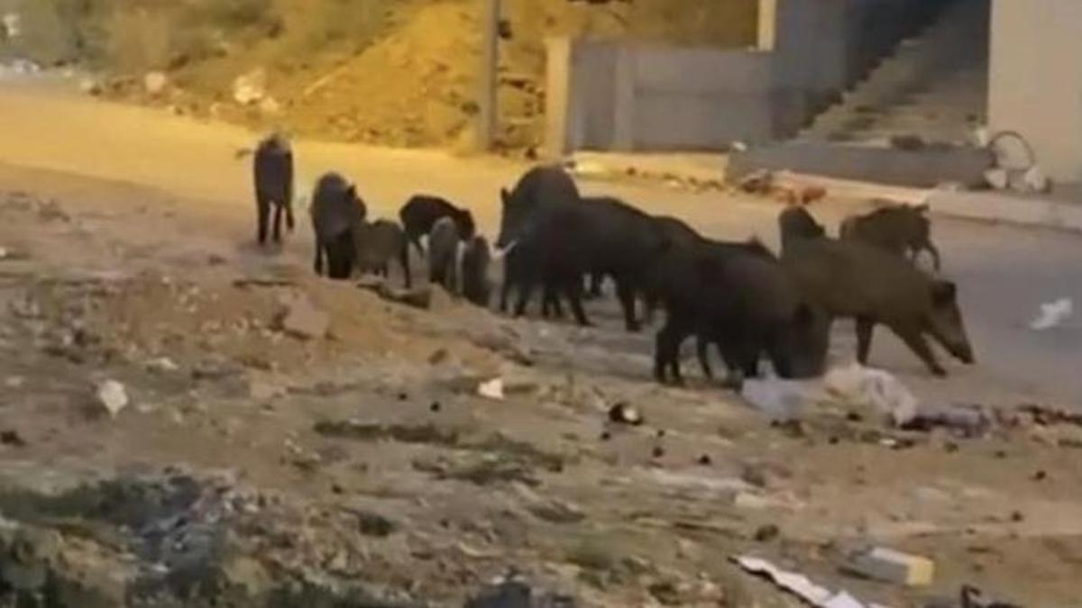 Aç kalan domuz sürüsü şehir merkezine indi