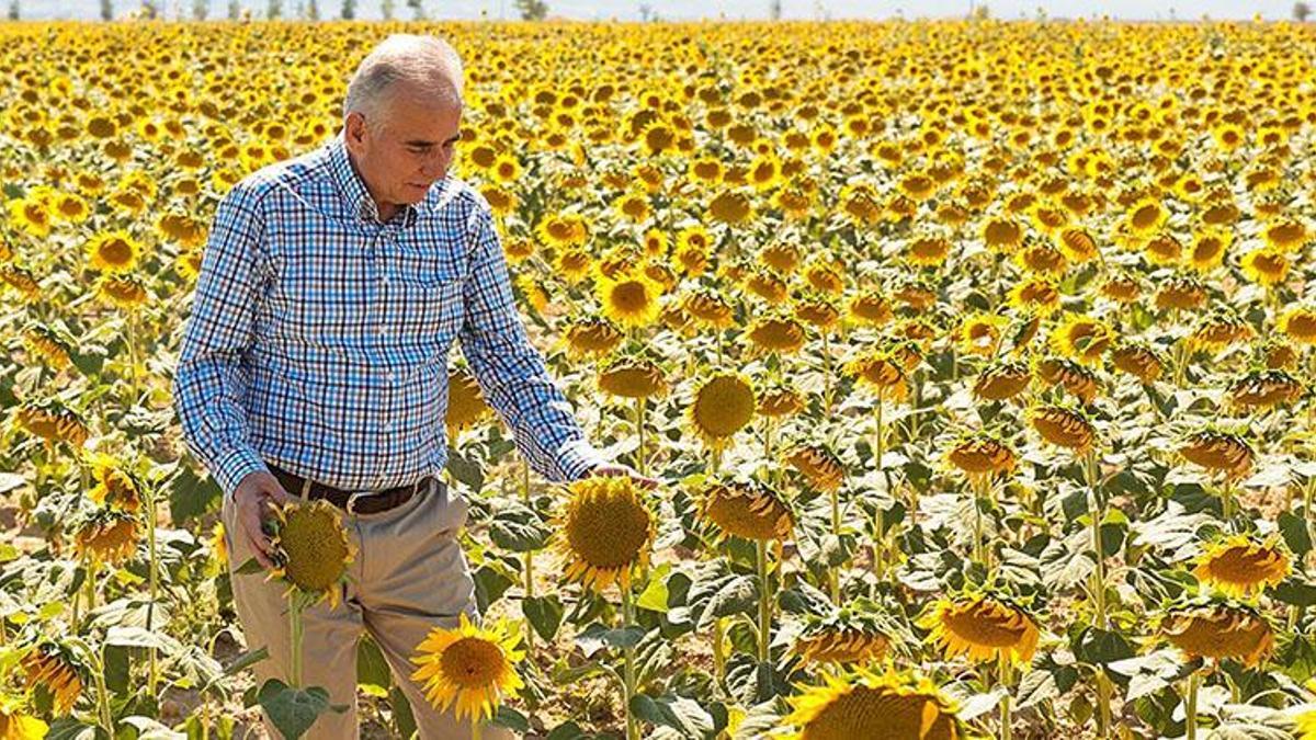 Ayçiçekler hasat için gün sayıyor