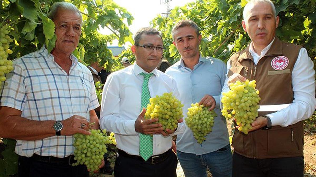 Sultaniye üzümde ihracat başladı, ilk TIR'lar yola çıktı
