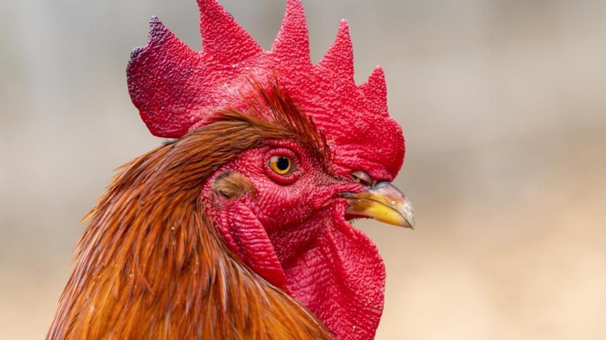 Almanya’da günde yaklaşık 200 kere öten horoz mahkemeye verildi
