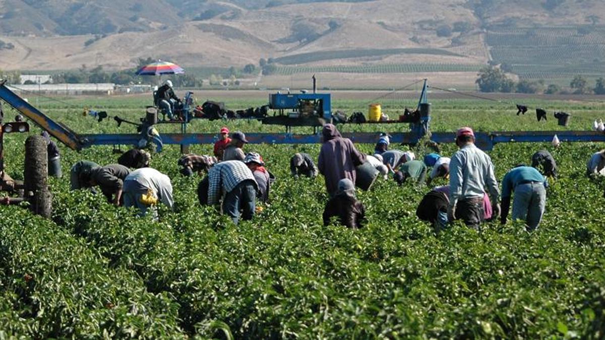 Mevsimlik işçilikte yeni dönem başlıyor! Düğmeye basıldı