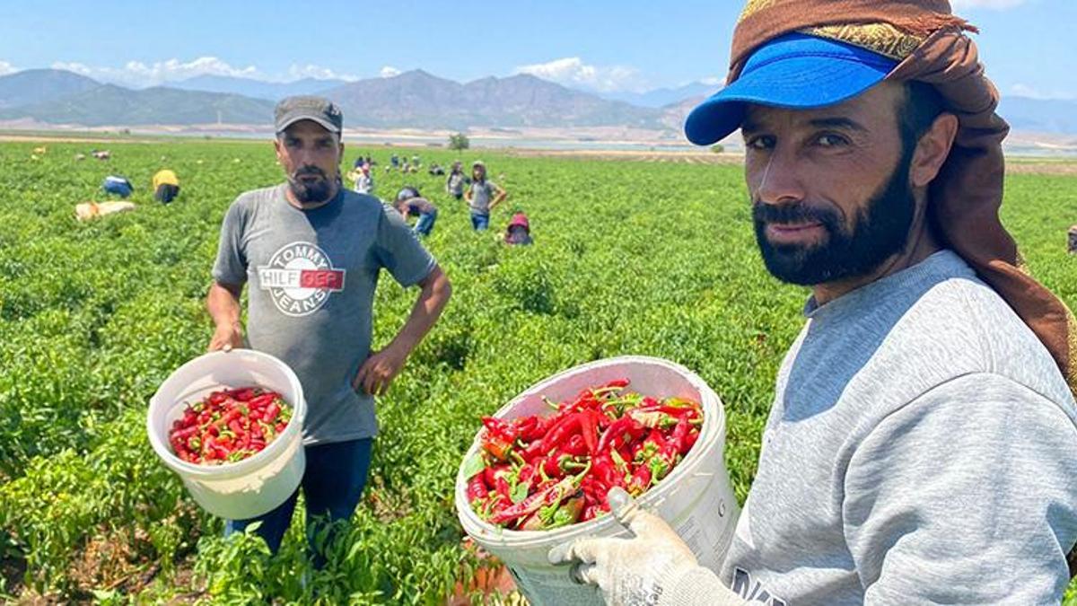Kırmızı biber hasadı başladı! Tarladan markete fiyat 2 kat artıyor