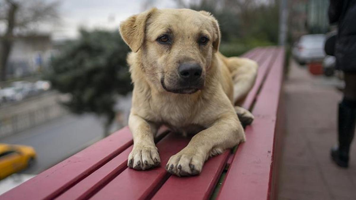 Havrita uygulaması nedir? Başıboş Köpek Haritası Havrita kapatılıyor mu? Sokak köpekleri öldürülüyor mu?