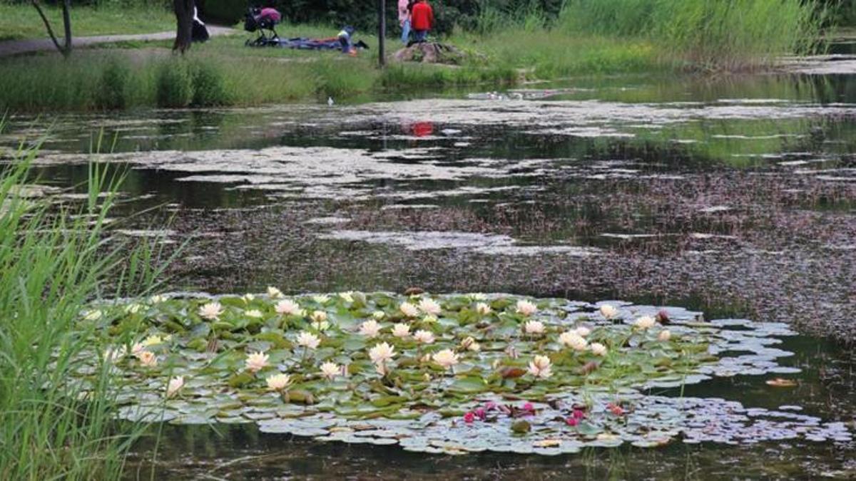 Bolu’da nilüfer çiçeklerini koparanlara 109 bin 593 lira ceza verilecek